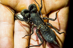 Hypoctonus siamensis