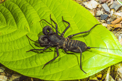 Hypoctonus siamensis