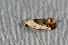 Acontia nivipicta