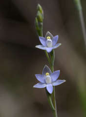 Thelymitra nuda