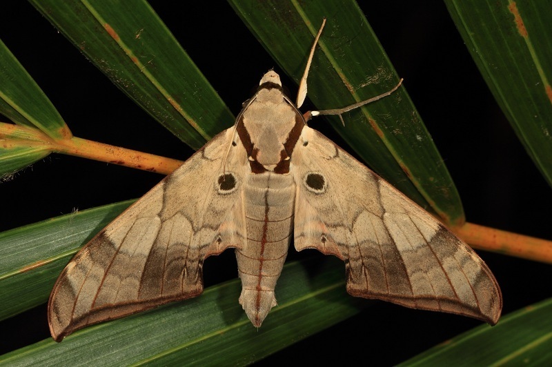 Ambulyx wildei