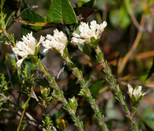 Image of heath riceflower by (c) Chris Clarke, some rights reserved (CC BY)