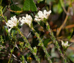 Pimelea phylicoides
