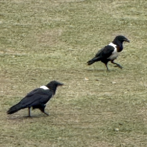 Pied Crow