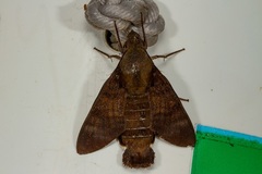 Macroglossum micacea