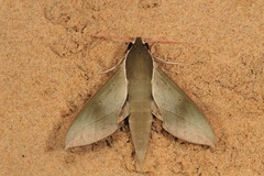 Theretra indistincta