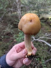 Cortinarius epiphaeus