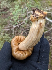 Cortinarius epiphaeus