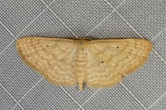 Scopula hypochra