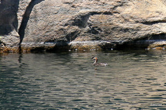 Tachybaptus pelzelnii