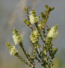Melaleuca squarrosa