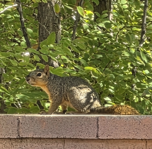 Eastern Fox Squirrel