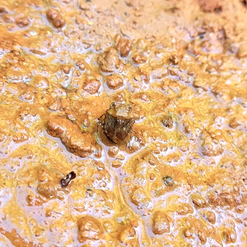 Big-eyed Toad Bug