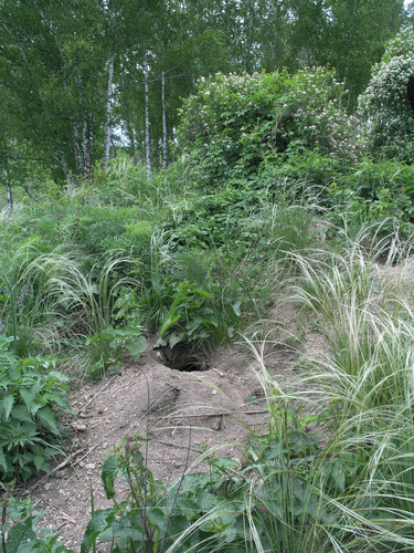Forest Steppe Marmot