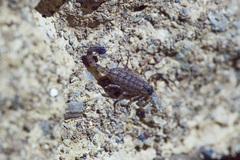 Lychas mucronatus