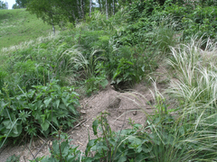 Marmota kastschenkoi