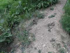 Marmota kastschenkoi