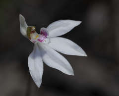 Caladenia maritima