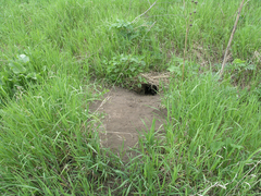 Marmota kastschenkoi