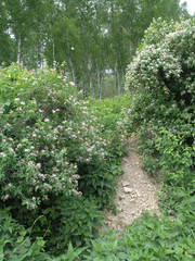 Marmota kastschenkoi