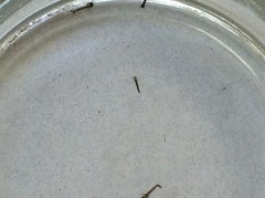 Anopheles franciscanus