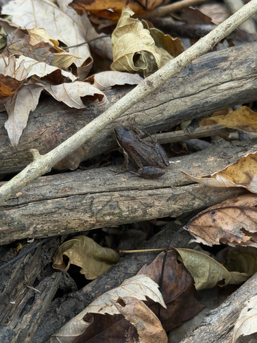 Western Chorus Frog