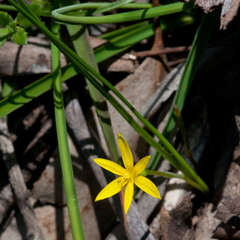 Pauridia glabella glabella
