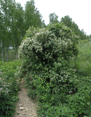 Marmota kastschenkoi