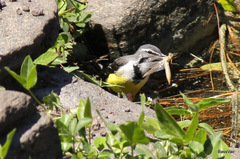 Motacilla flaviventris
