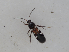 Laurinia camponotideus