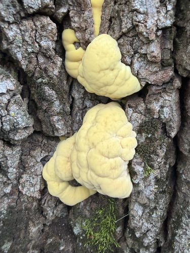 chicken of the woods