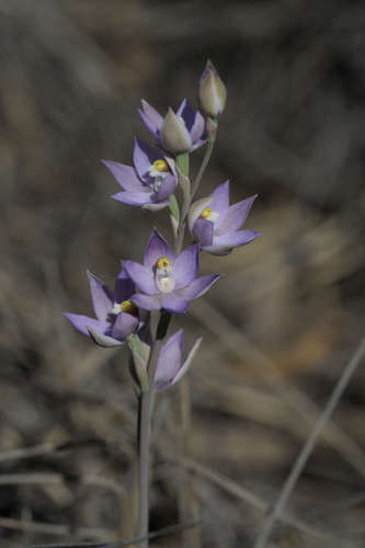 Image of Thelymitra alcockiae by (c) Chris Clarke, some rights reserved (CC BY)