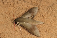 Theretra indistincta