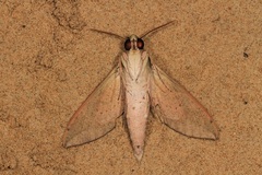 Theretra indistincta