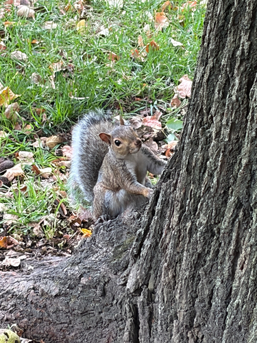 Eastern Gray Squirrel