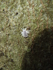 Telsimia subviridis