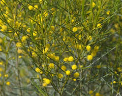 Acacia euthycarpa euthycarpa