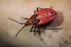 Probergrothius nigricornis