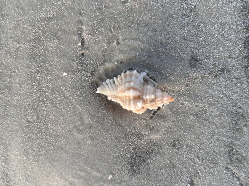Chicoreus dilectus observed 2026-10-11