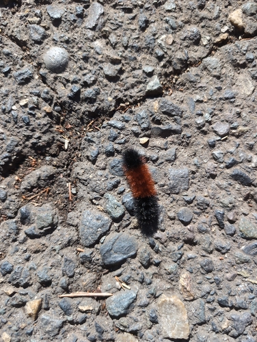 Isabella Tiger Moth