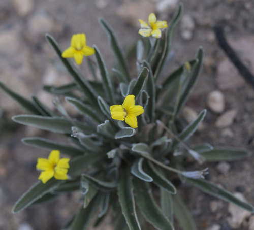 Image of Goodenia willisiana by (c) Chris Clarke, some rights reserved (CC BY)