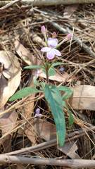 Pseuderanthemum variabile