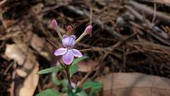 Pseuderanthemum variabile