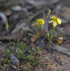 Goodenia pinnatifida