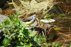Motacilla flaviventris