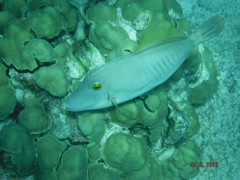 Cantherhines dumerilii