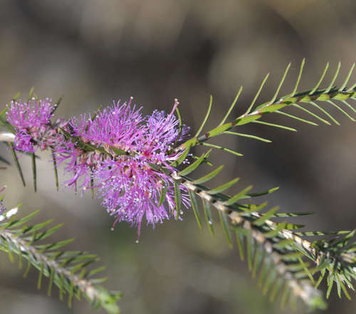 Image of Melaleuca wilsonii by (c) Chris Clarke, some rights reserved (CC BY)