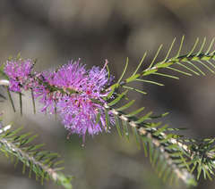 Melaleuca wilsonii