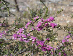 Melaleuca wilsonii