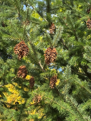 Douglas-fir